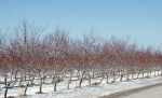 Fruit Trees in the Snow near Jordan, Niagara